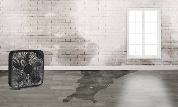 Best Sewage cleanup and water damage restoration  in Agler Beach, FL